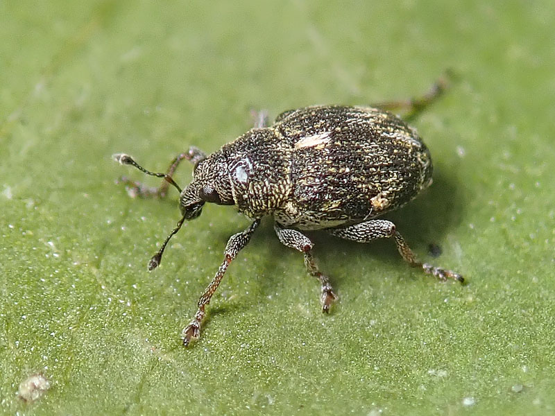 Curculionidae: Pelenomus? No, Rhinoncus perpendicularis